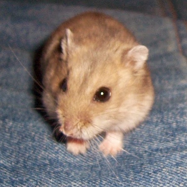Hamster russe